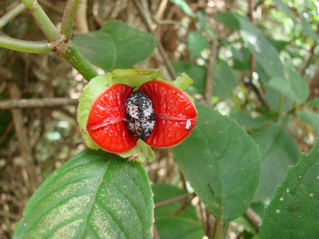 Drymonia_serrulata_-_Fruto_%E2%80%94_Jo%C3%A3o_de_Deus_Medeiros_001.jpg
