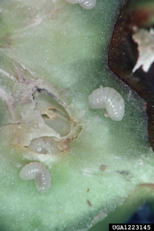 dryocosmuskuriphiluslar.jpg