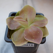 DSC-0011.jpg