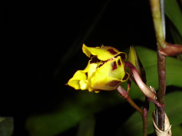 DSC00000.JPG