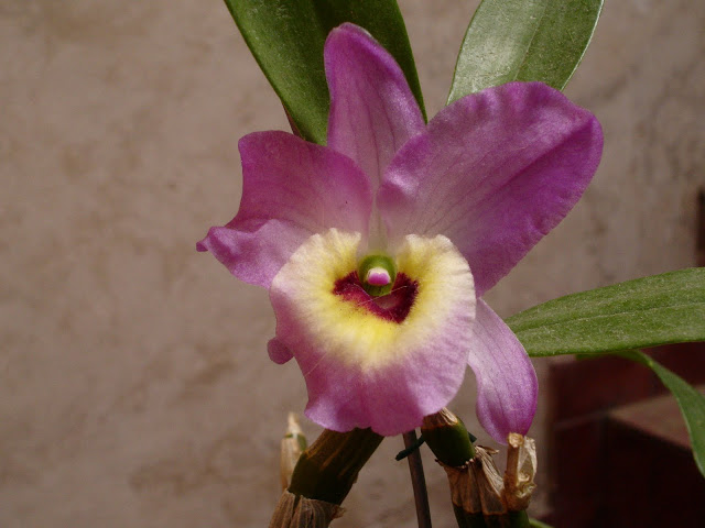 DSC00001.JPG