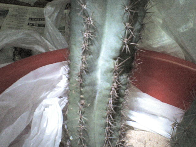 DSC00003.JPG