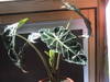 DSC00004.JPG