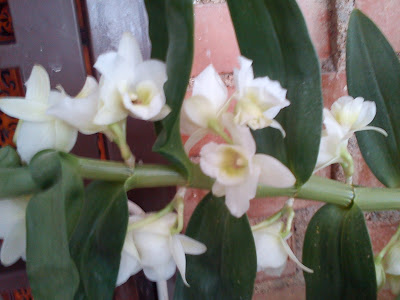 DSC00005.jpg