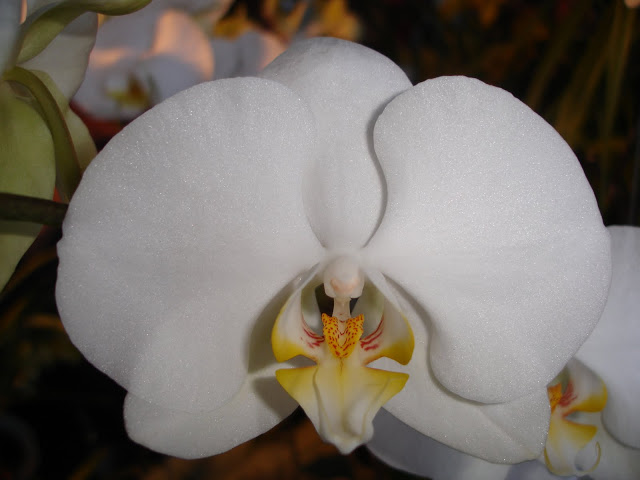 DSC00005.JPG