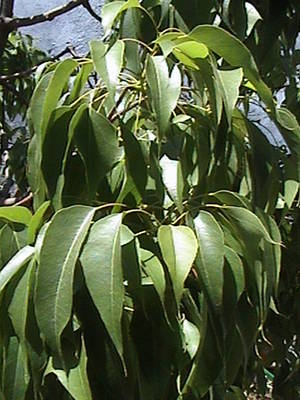 DSC00005.JPG