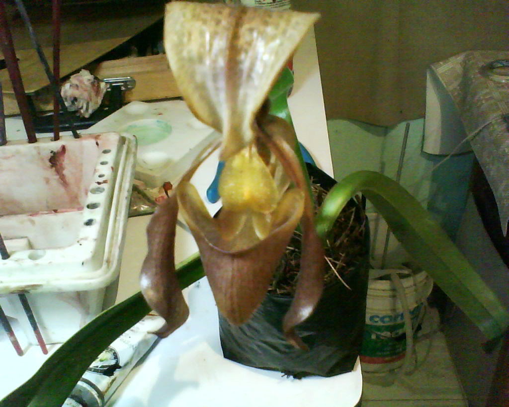 DSC00008.jpg