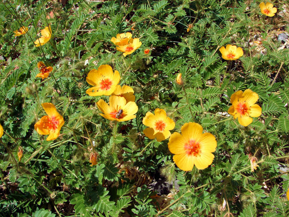 Dsc00009.jpg
