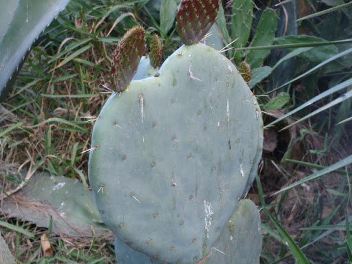 DSC00009.JPG
