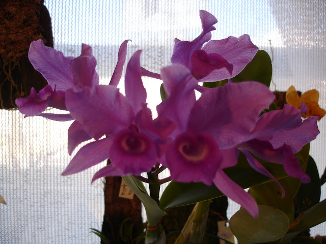 DSC00009.JPG