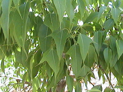 DSC00009.JPG