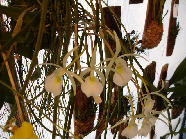 DSC00010.JPG