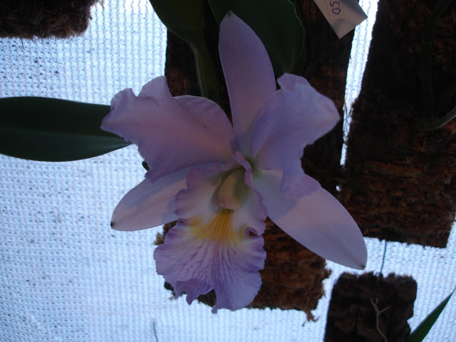 DSC00011.JPG