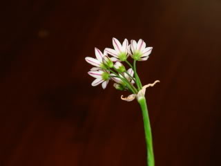 DSC00012.jpg
