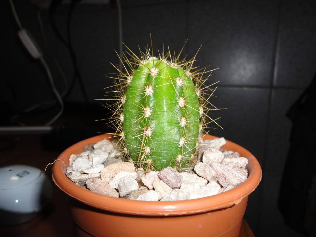 DSC00013.jpg