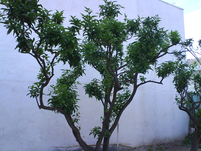 dsc00016.jpg