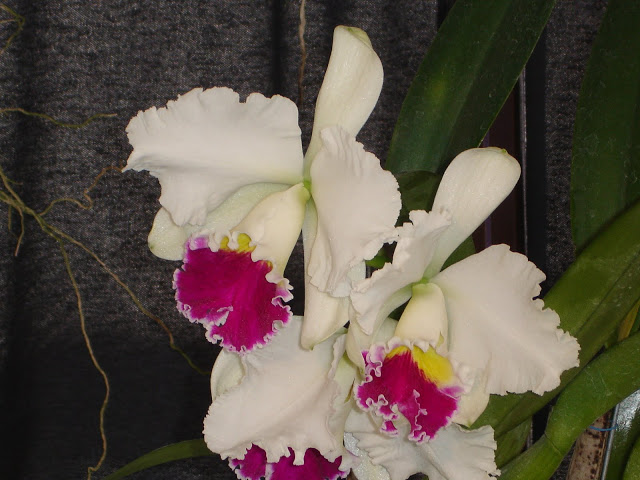 DSC00016.JPG
