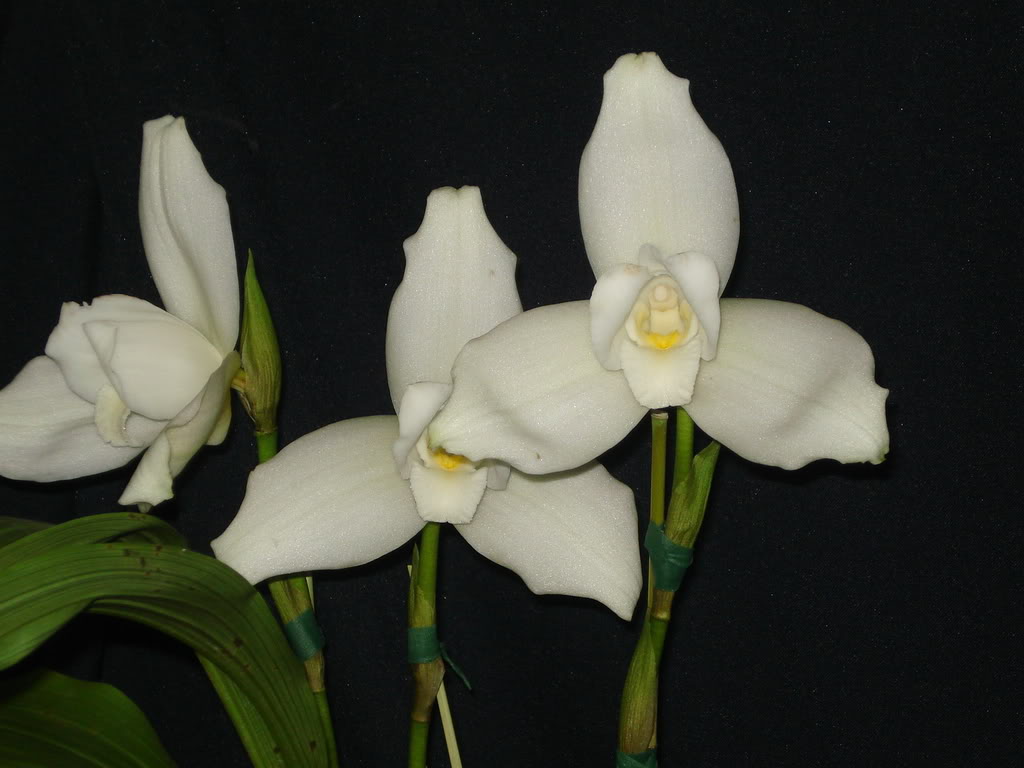 DSC00020.jpg