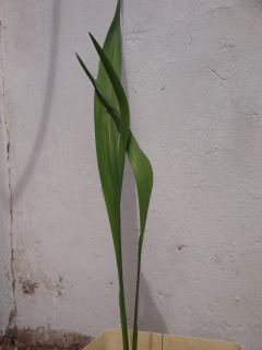 DSC00020.jpg