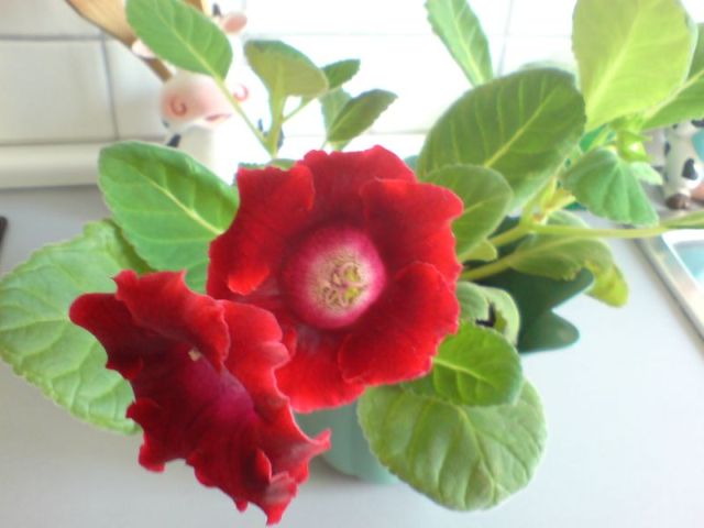 DSC00024.jpg