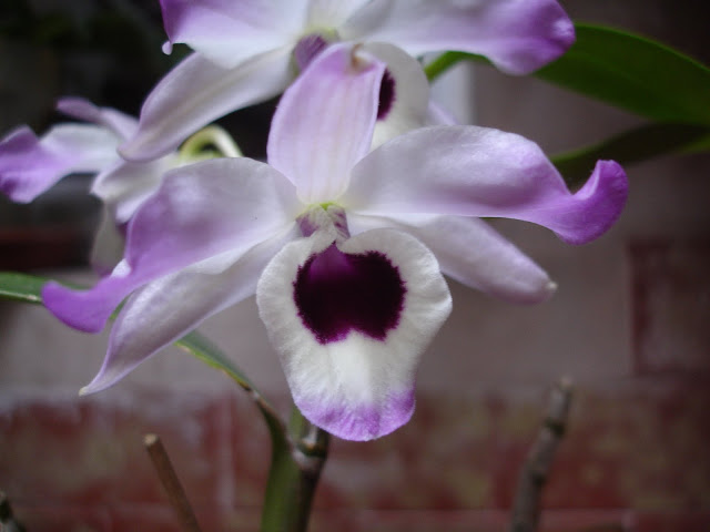DSC00028.JPG