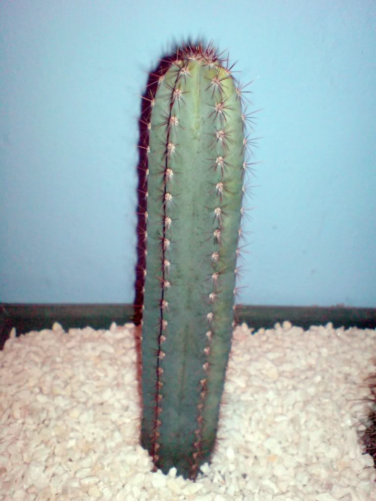DSC00034.jpg
