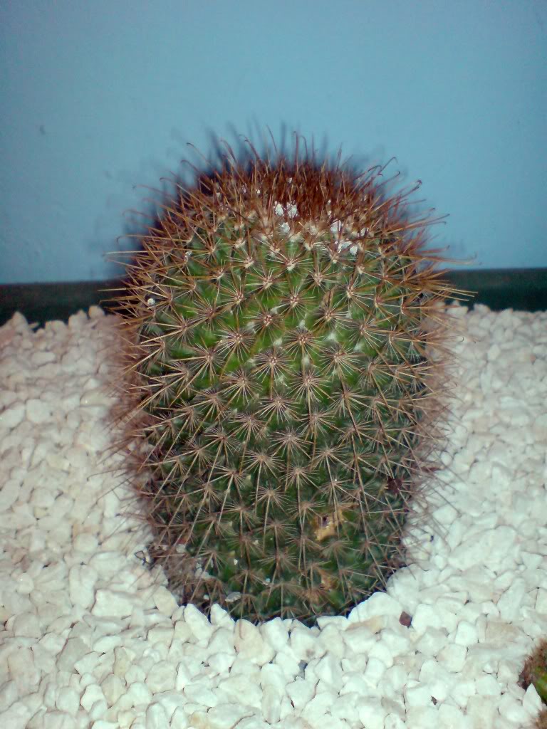 DSC00035.jpg