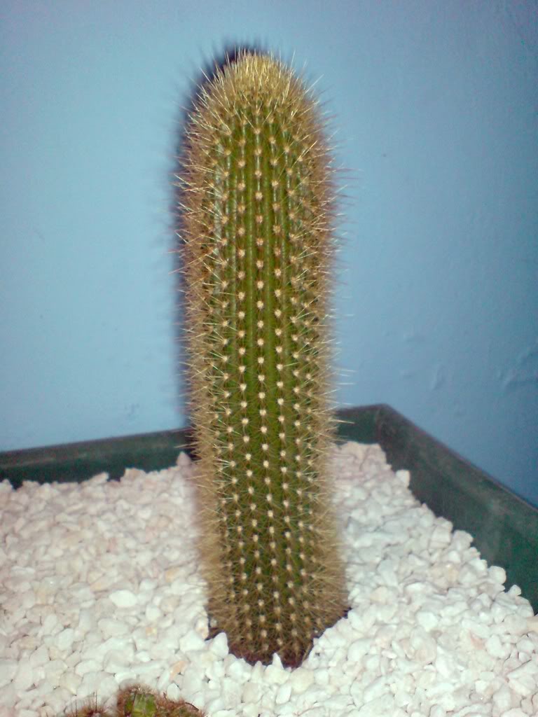 DSC00036.jpg