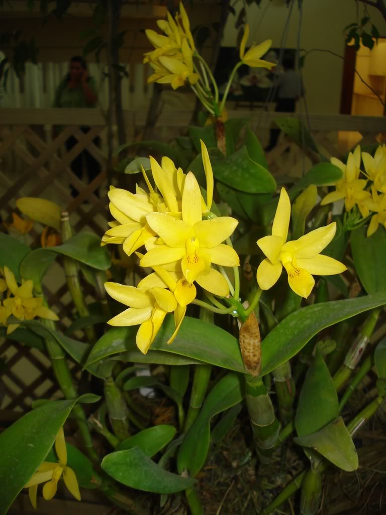 DSC00036.jpg