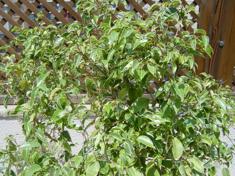 DSC00037.jpg