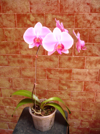 DSC00039.JPG