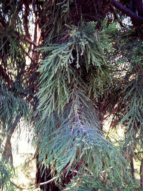DSC00044.JPG