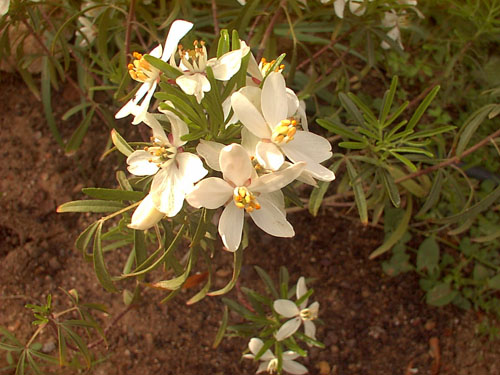 DSC00045.jpg