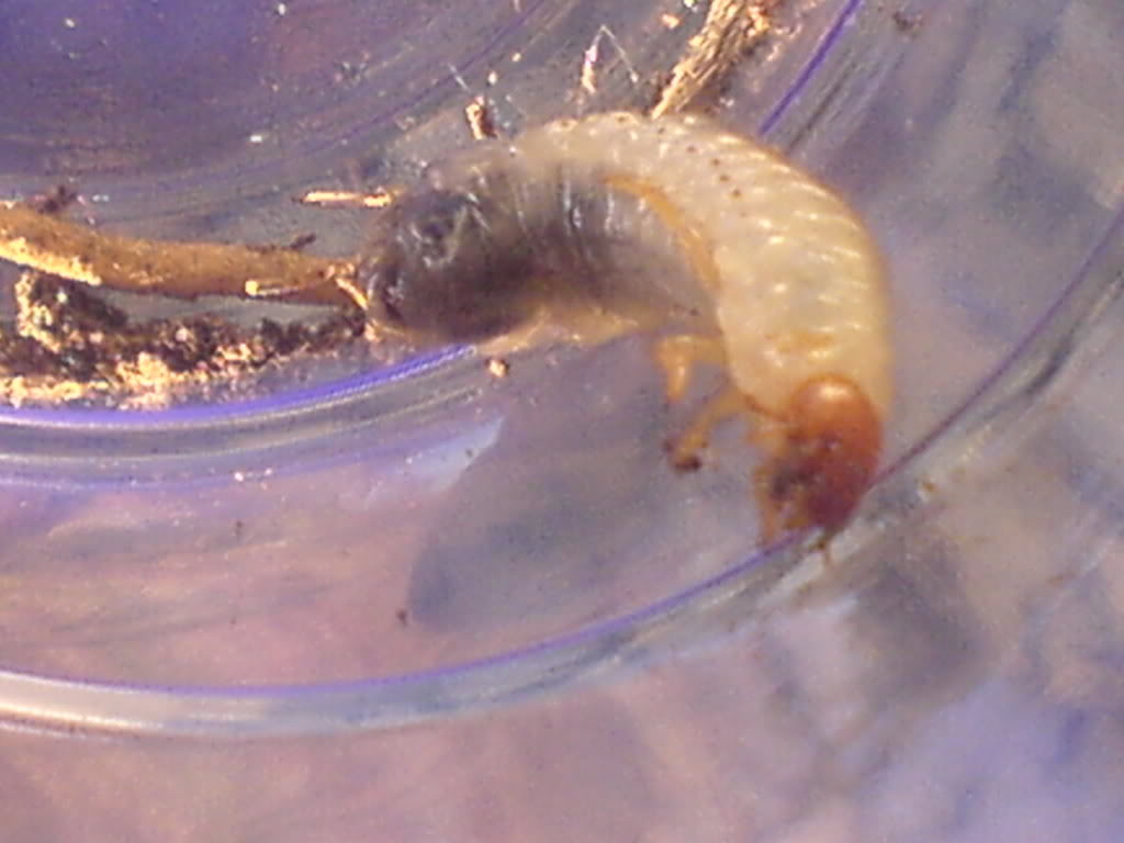 DSC00047-1.jpg