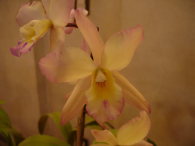 DSC00049.JPG