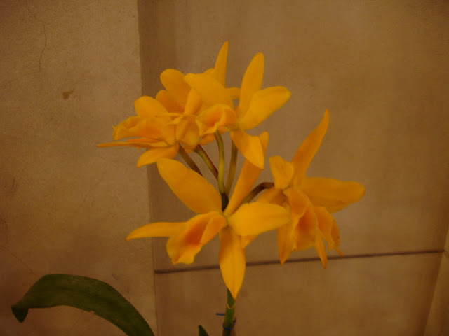 DSC00050.JPG