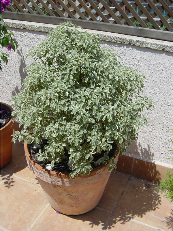 DSC00050.jpg