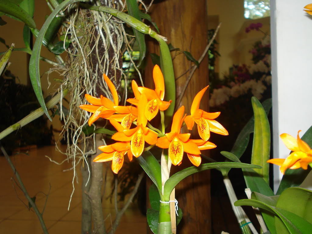 DSC00051.jpg