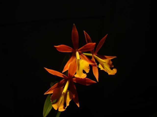 DSC00051.JPG