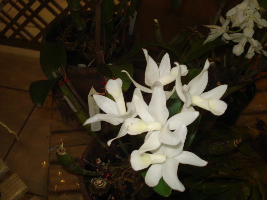 DSC00053.jpg
