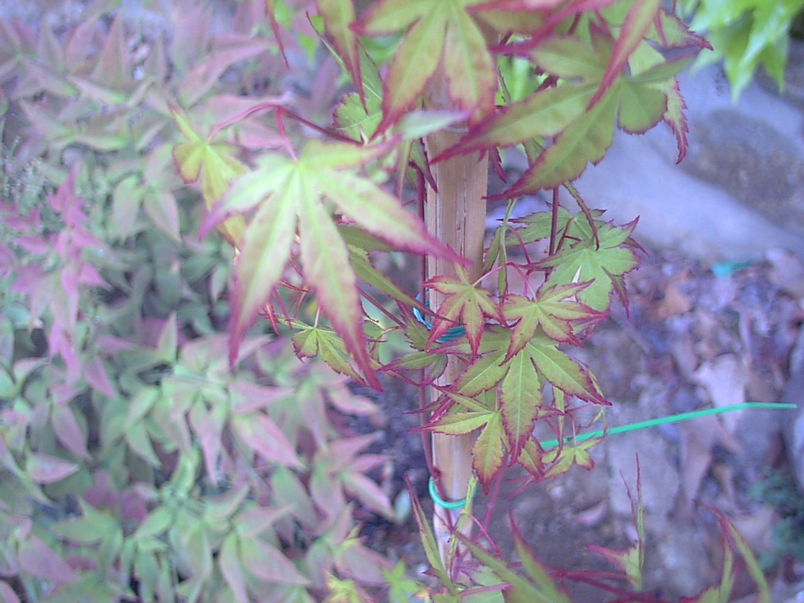 DSC00053.jpg