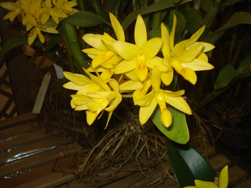 DSC00054.jpg