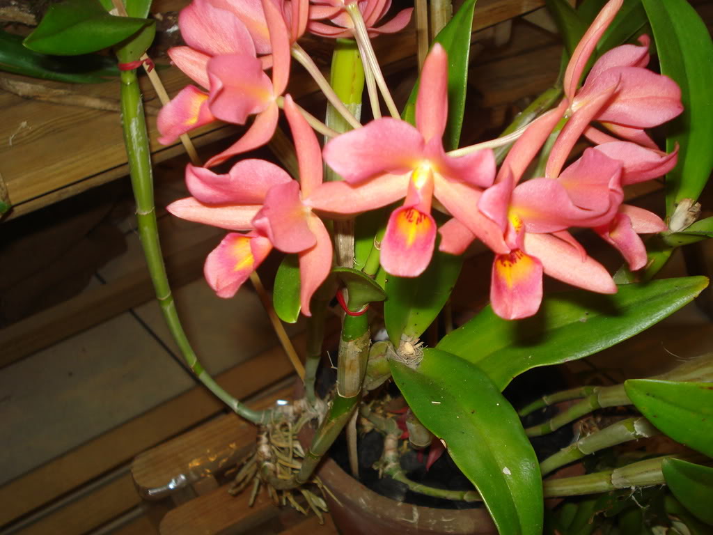 DSC00055.jpg