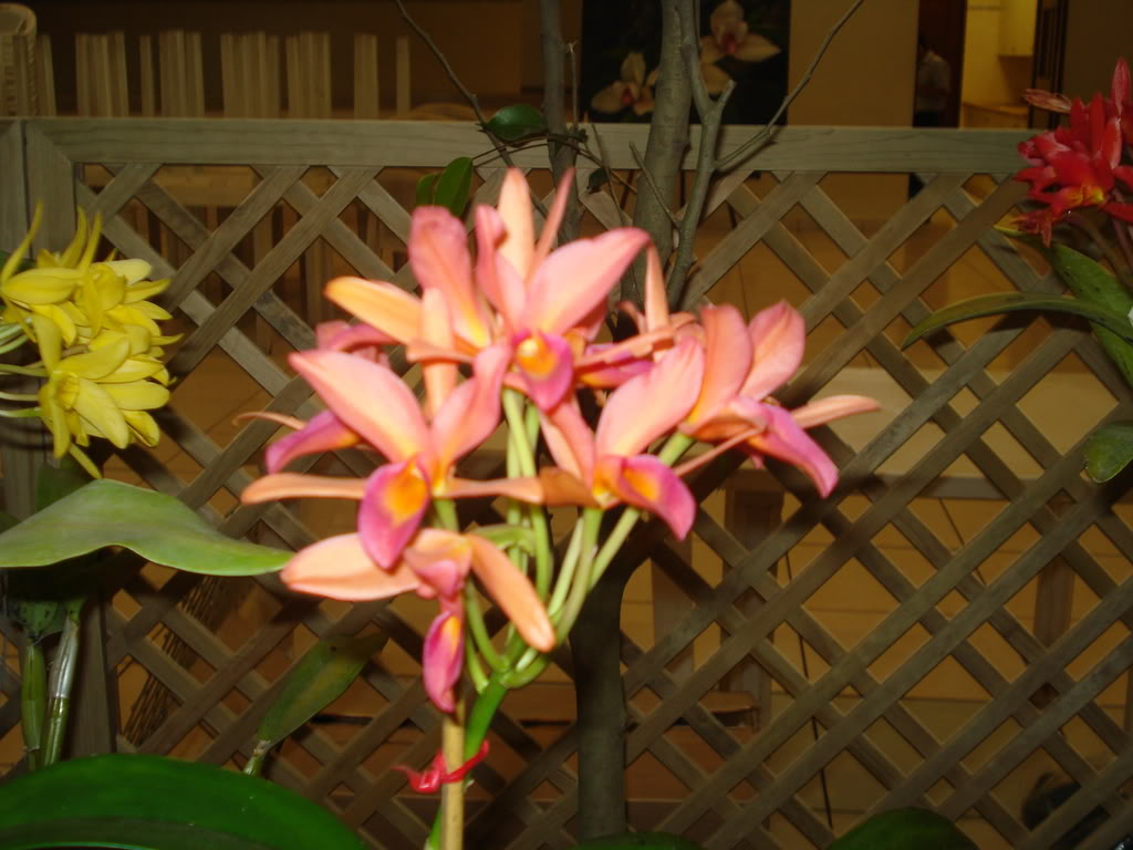 DSC00056.jpg