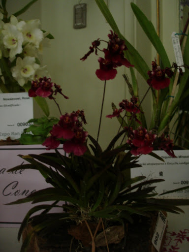 DSC00057.JPG