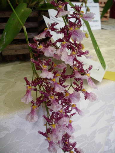 DSC00065.JPG