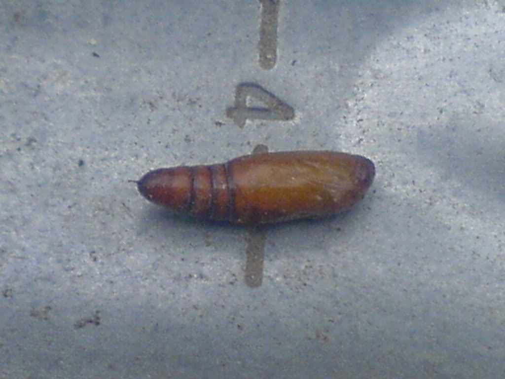 DSC00065.jpg
