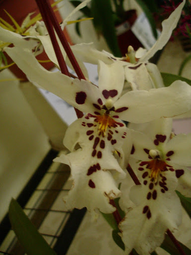 DSC00066.JPG