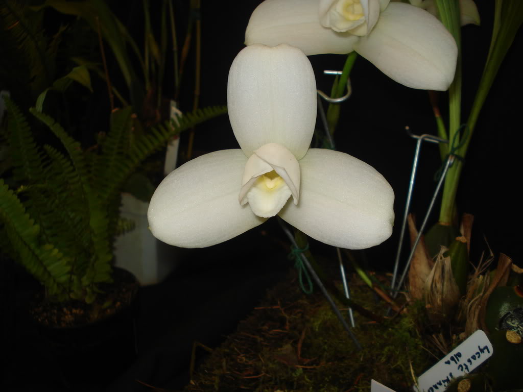 DSC00070.jpg