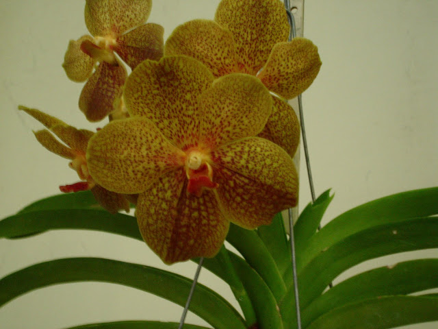 DSC00070.JPG
